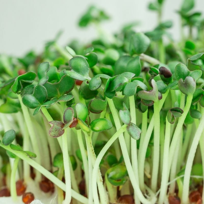 Mustard Microgreens